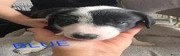 Border Collie dogs for sale: Beautiful litter of working border collie pups - Advert 15
