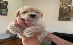 Mixed Breed dogs for sale: Mini/Toy Poodle pups - Image 8