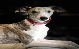 Whippet dogs for sale: Beautiful KC Whippet pups 5 boys - Image 32