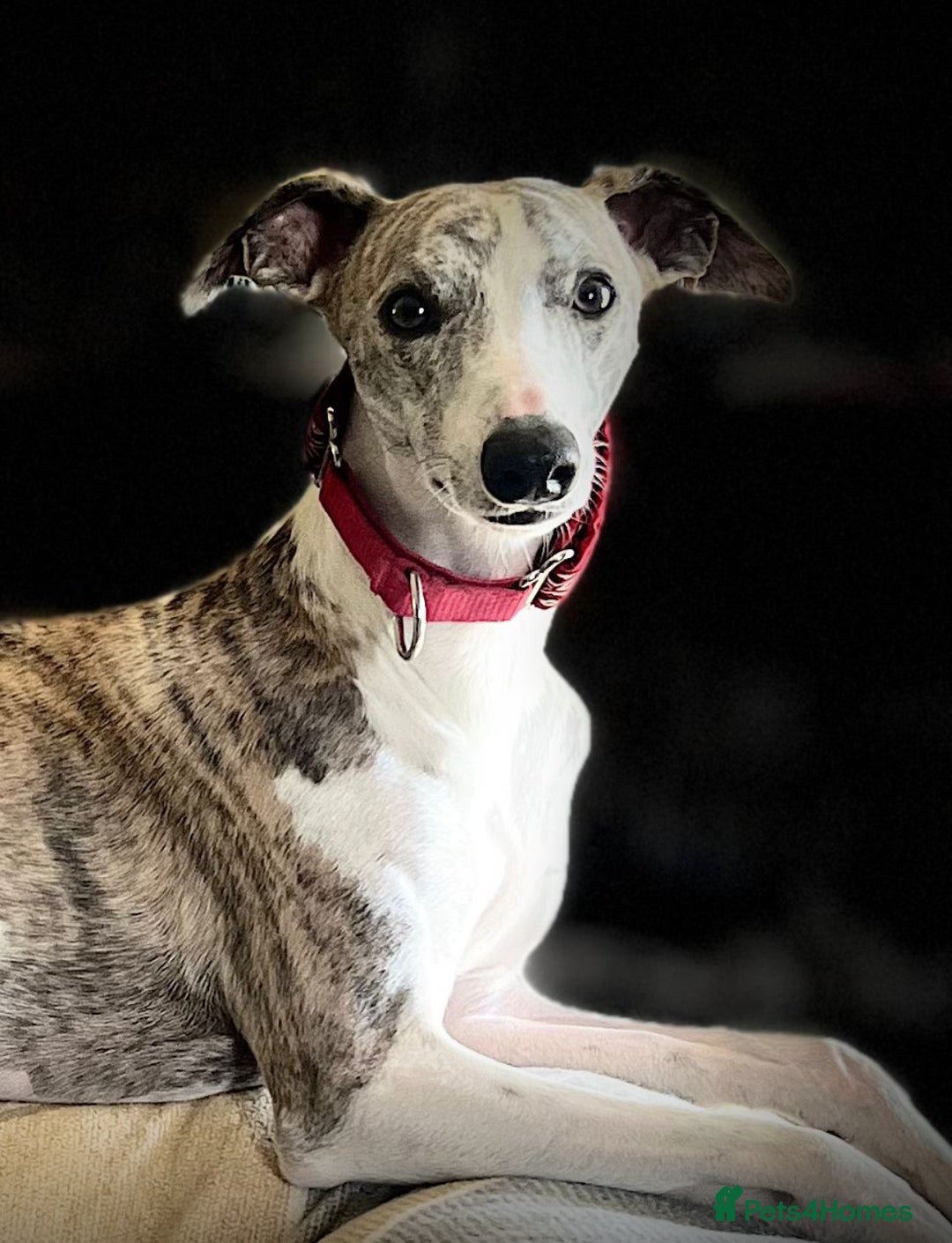 Whippet dogs for sale: Beautiful KC Whippet pups 5 boys - Image 32