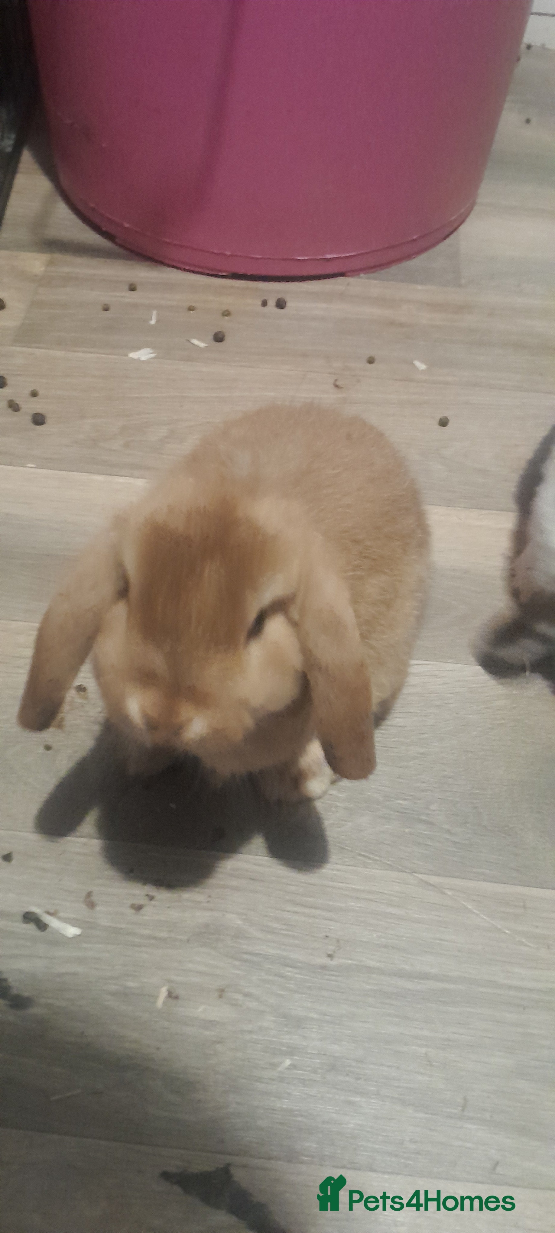 Mini Lop rabbits Mini lop buck - Advert 18