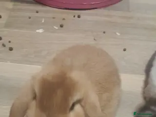 Mini Lop rabbits Mini lop buck - Advert 18