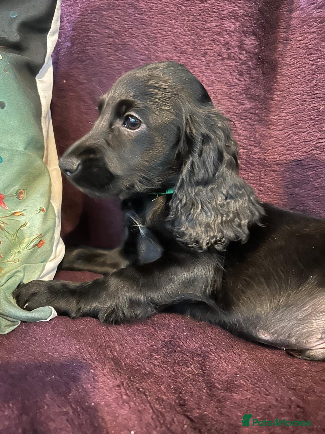 Cocker Spaniel dogs for sale: Working cocker spaniel puppies - Only 3x pups left - Image 37