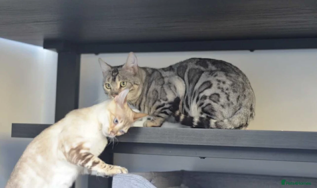 Bengal cats for sale: PHENOMENAL BENGAL KITS 🩷 2 FEMALES REMAINING 🩷 - Advert 4