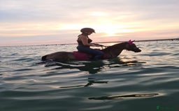 Welsh Section B horses for sale: sad sale of the most beautiful little dun mare! - Image 17
