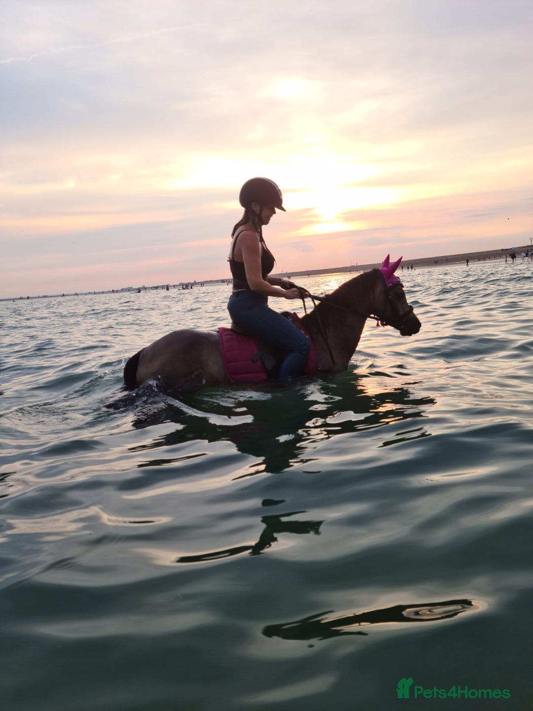 Welsh Section B horses for sale: sad sale of the most beautiful little dun mare! - Image 17