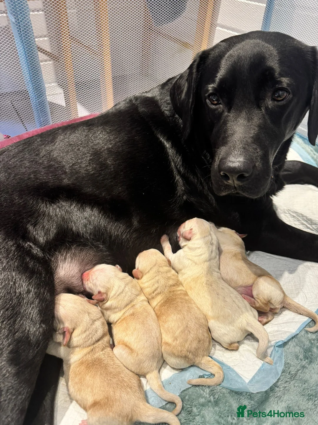 Mixed Breed dogs for sale: Multi-Generational Labradoodle Puppies - Advert 18