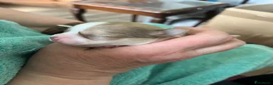 Chihuahua Puppy 1