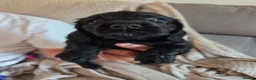Cocker Spaniel dogs for sale: Working Cocker Spaniel puppies in Worksop - Advert 5