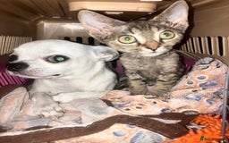 Devon Rex cats for sale: GCCF Registered Pedigree Devon Rex Kittens ❤️ in Leeds - Image 37