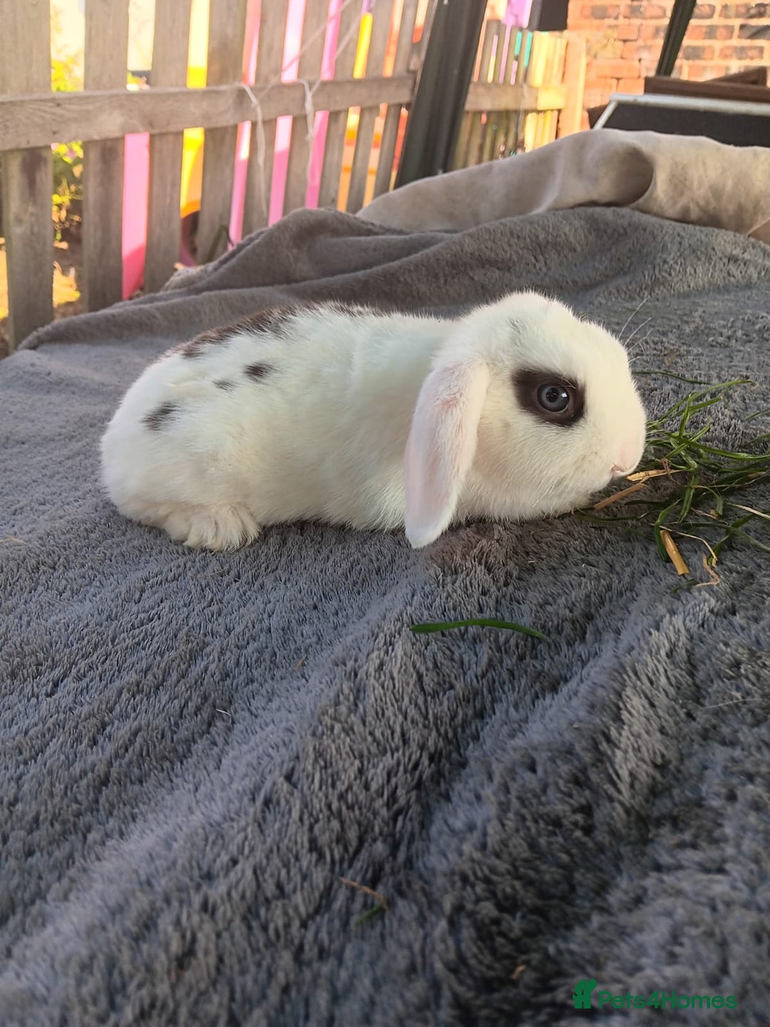 Mini Lop rabbits for sale: Mini lops - Image 3