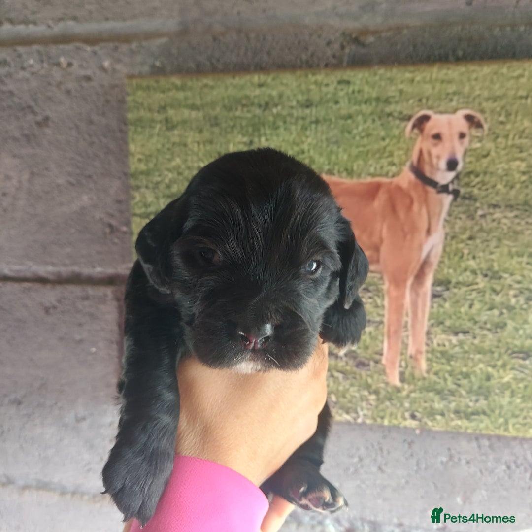 Sprocker dogs for sale: F1 SPROCKER SPANIELS ( 2BOYS LEFT)  - Image 9