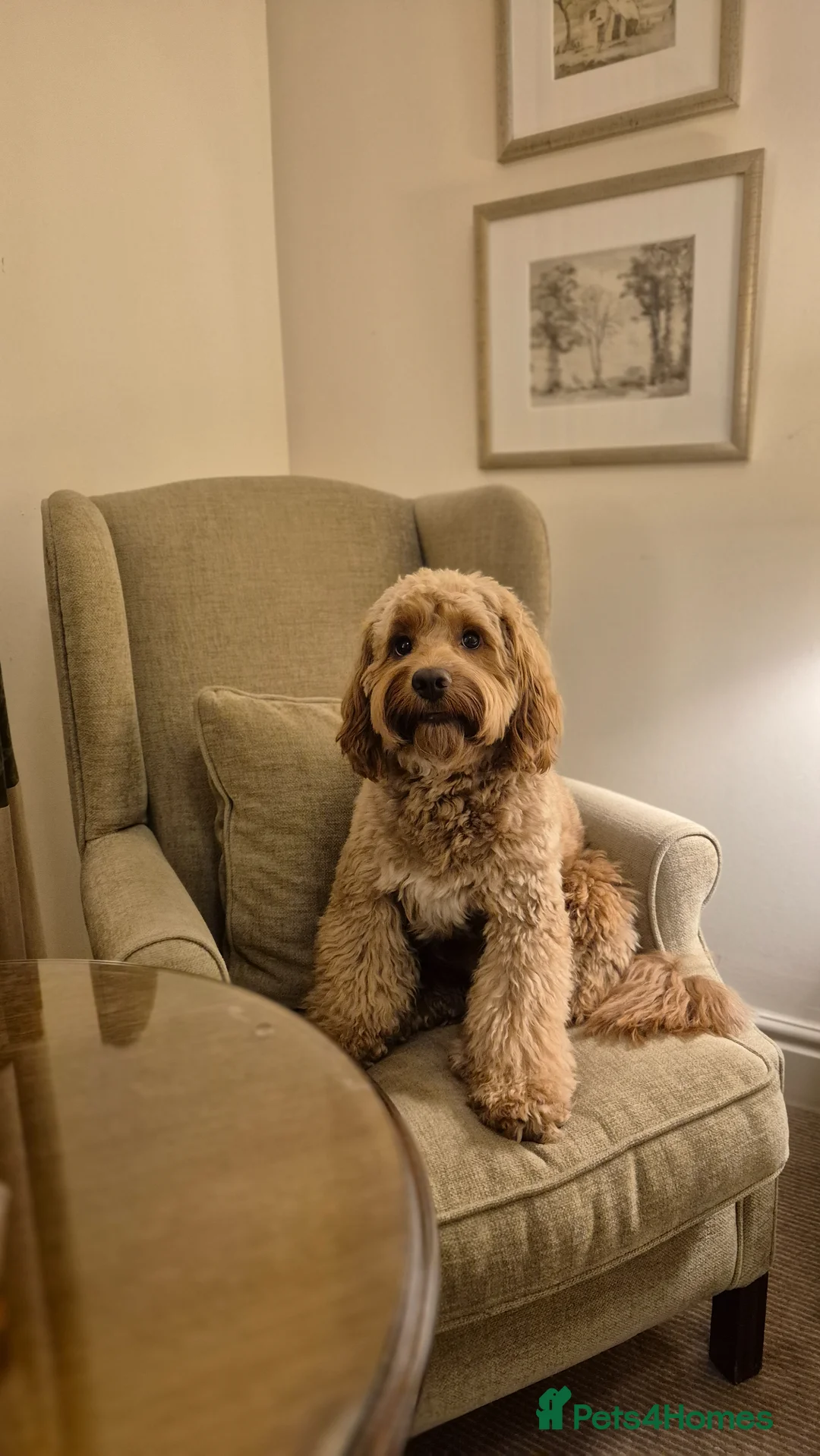 Cockapoo dogs for stud: Cockapoo F1  in Woking - Advert 2
