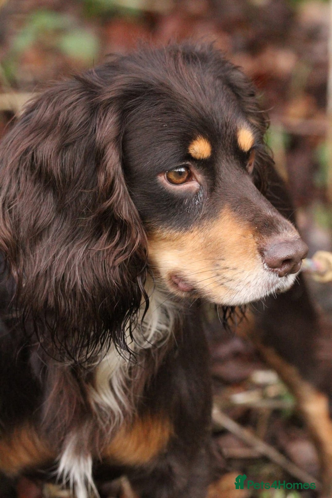 Cocker Spaniel dogs for sale: Cocker Spaniel  - Image 14