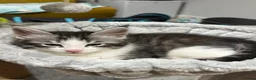 Maine Coon cats for sale: Maine coon cross - Advert 9