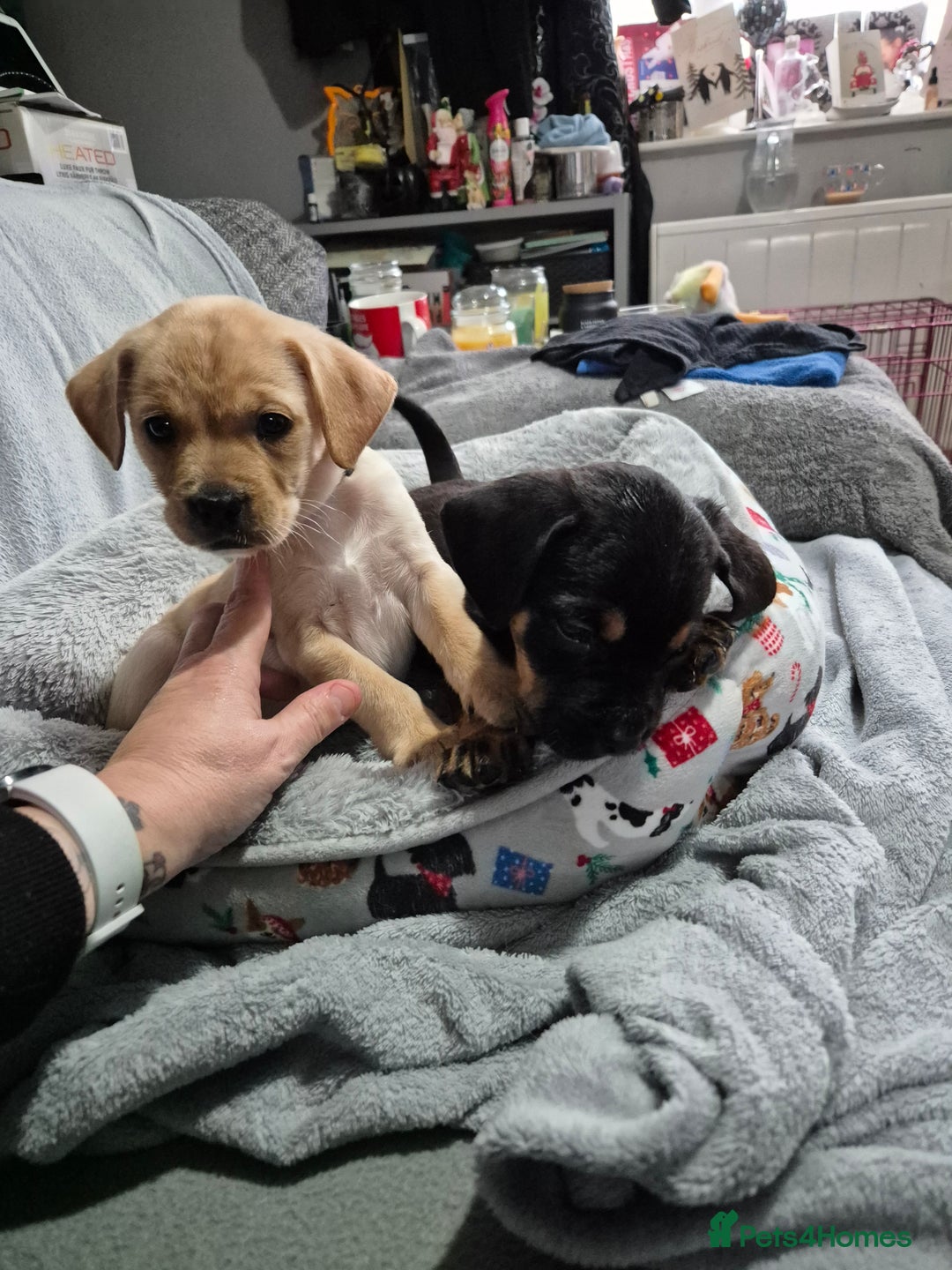 Mixed Breed dogs for sale: puppies  - Advert 3