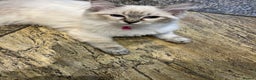 Ragdoll cats for sale: Beautiful GCCF seal lynx ragdoll kitten - Advert 4