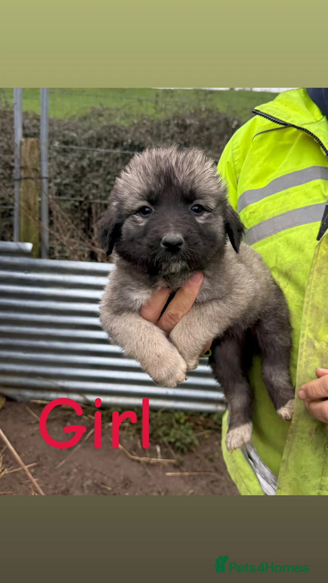 Caucasian Shepherd Dog dogs for sale: Beautiful Caucasian shepherd puppies in Radstock - Advert 16