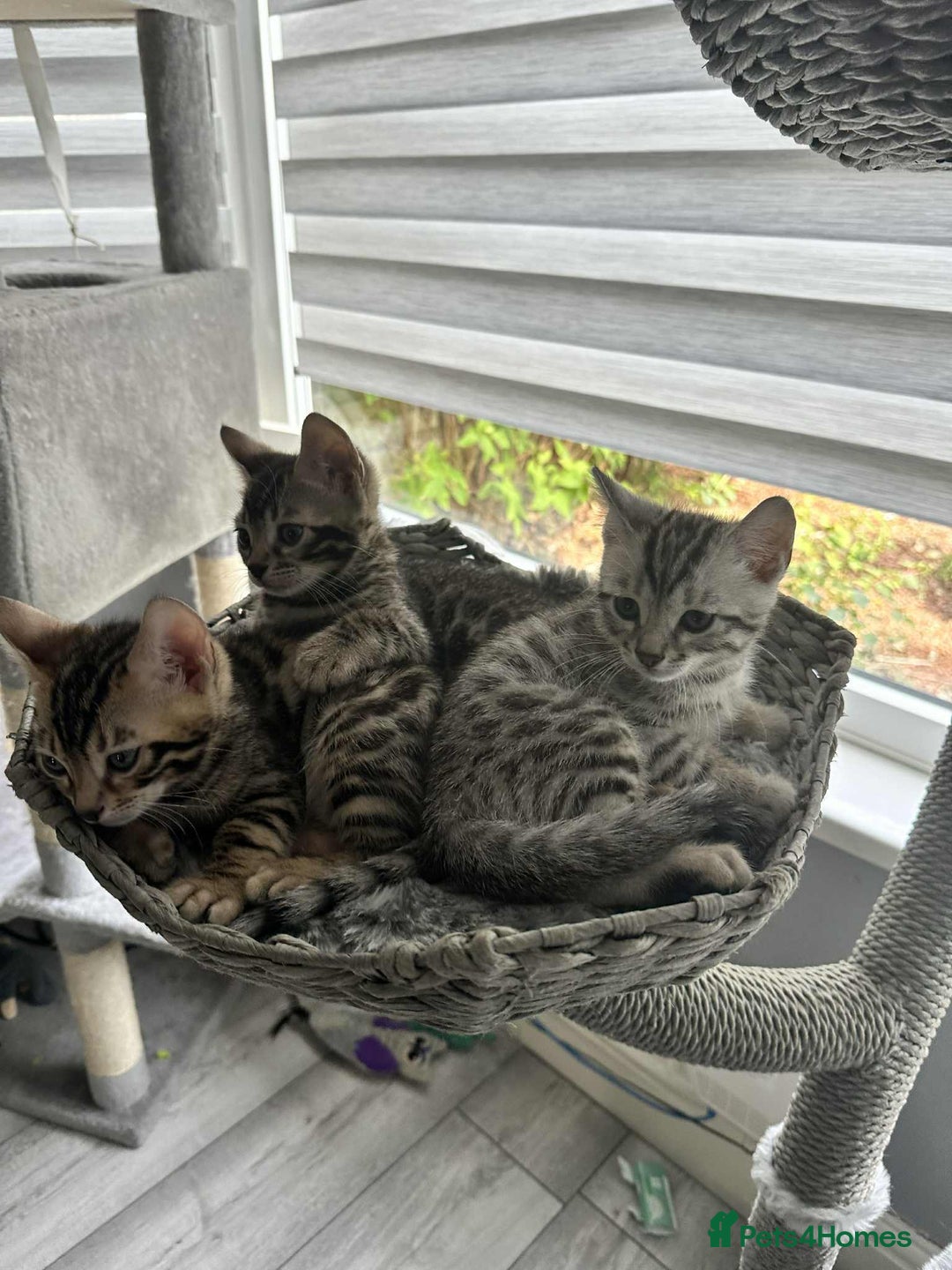 Bengal cats for sale: 🐾 Kittens Looking for a Loving Home! 🐾 - Image 18