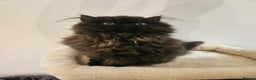 Persian cats for sale: Stunning Persian girl  - Advert 25