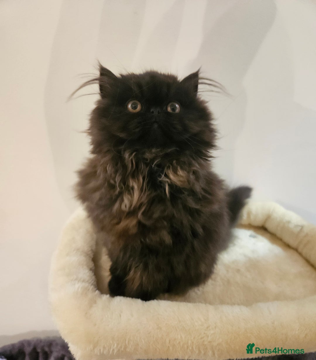 Persian cats for sale: Stunning Persian girl  - Advert 25