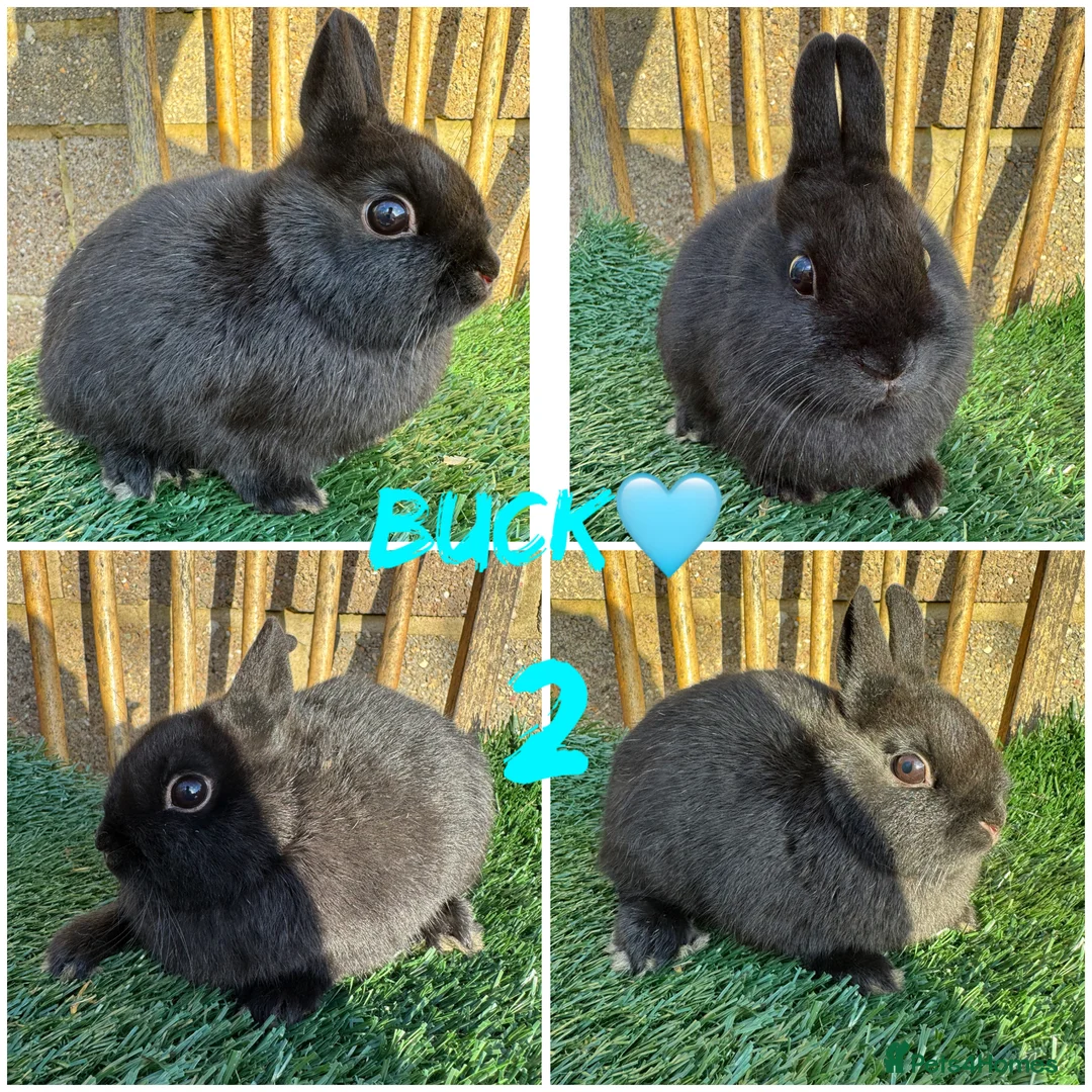 Netherland Dwarf rabbits for sale: Pure breed Netherlands dwarf  - Advert 6