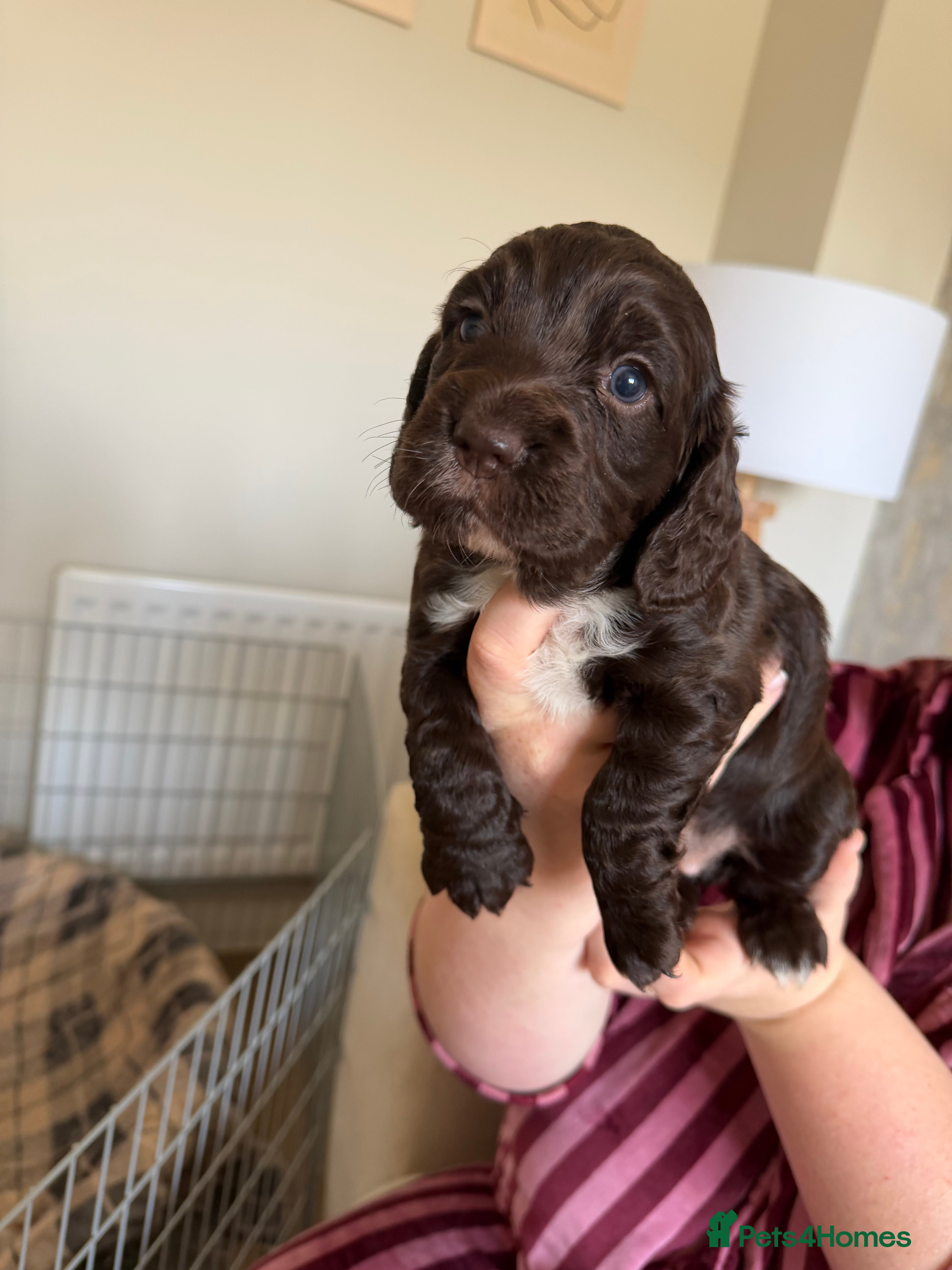 Cocker Spaniel dogs Cocker Spaniel Puppies - Advert 2
