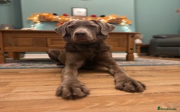 Labrador Retriever dogs for sale: Silver Bitch Labrador - Advert 2