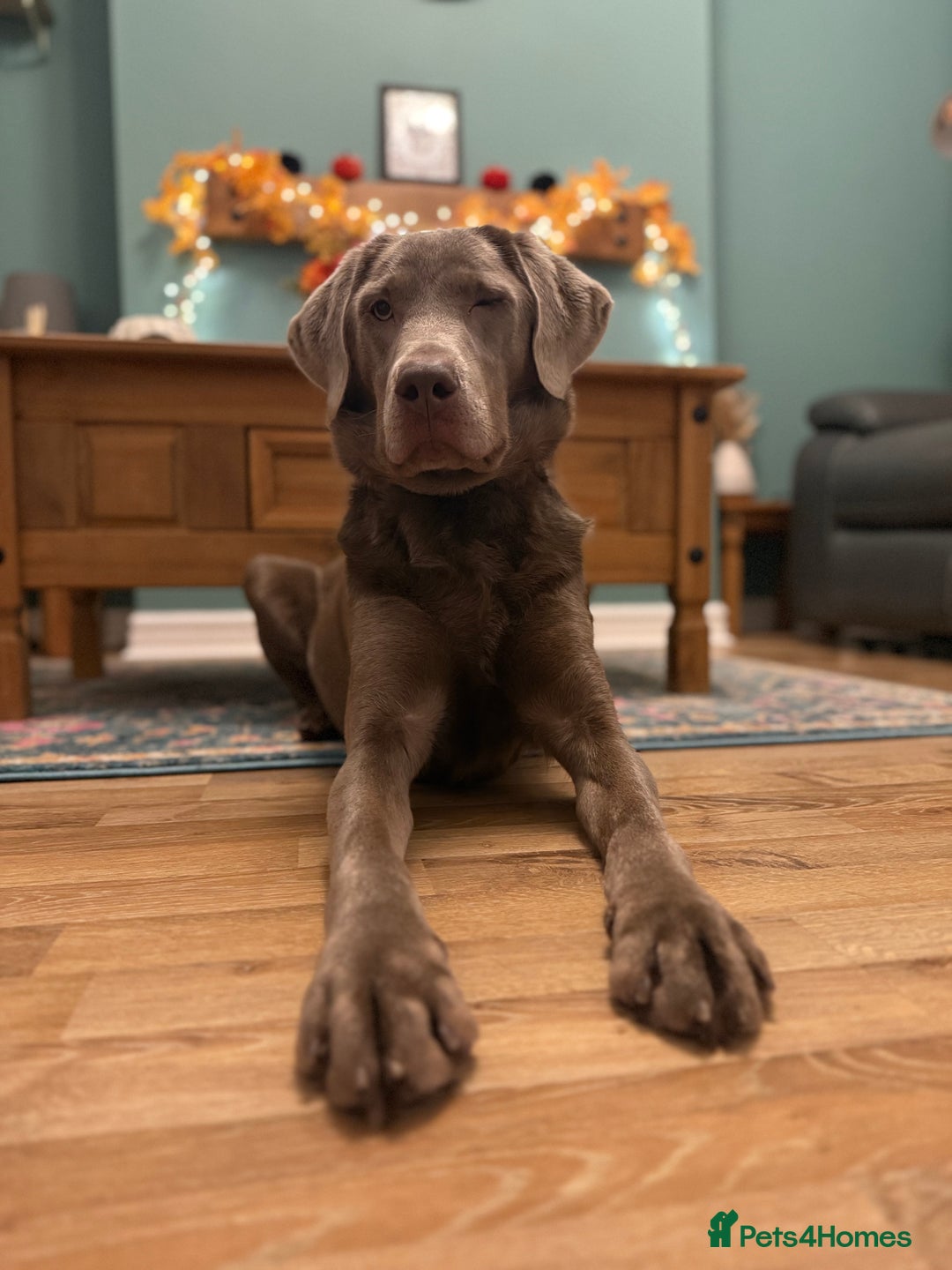 Labrador Retriever dogs for sale: Silver Bitch Labrador - Advert 2