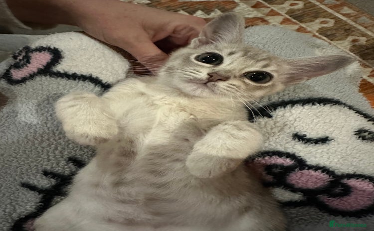 Burmilla cats - Advert 1
