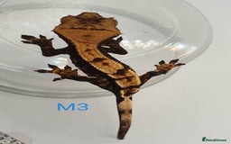 Gecko reptiles for sale: Juvenile Crested Geckos - Image 9