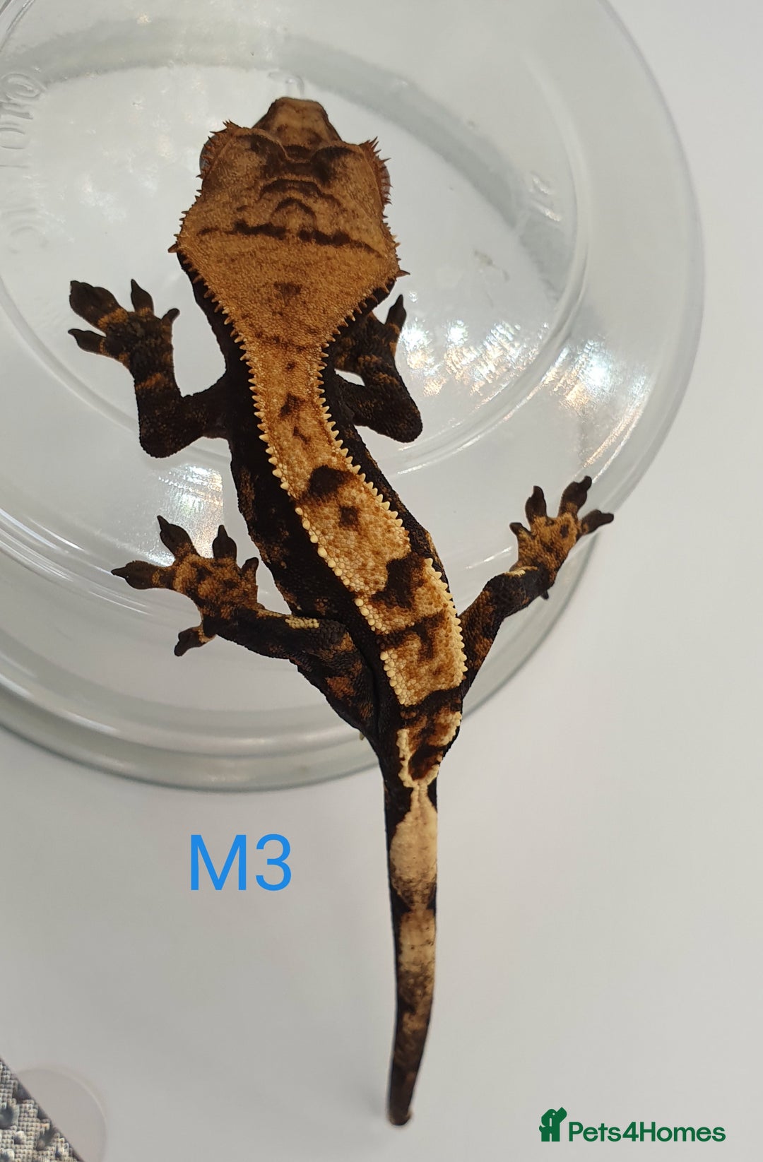 Gecko reptiles for sale: Juvenile Crested Geckos - Image 9