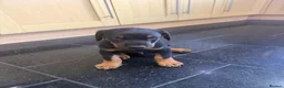 Dobermann dogs for sale: Beautiful Dobermann puppies for sale - Advert 21