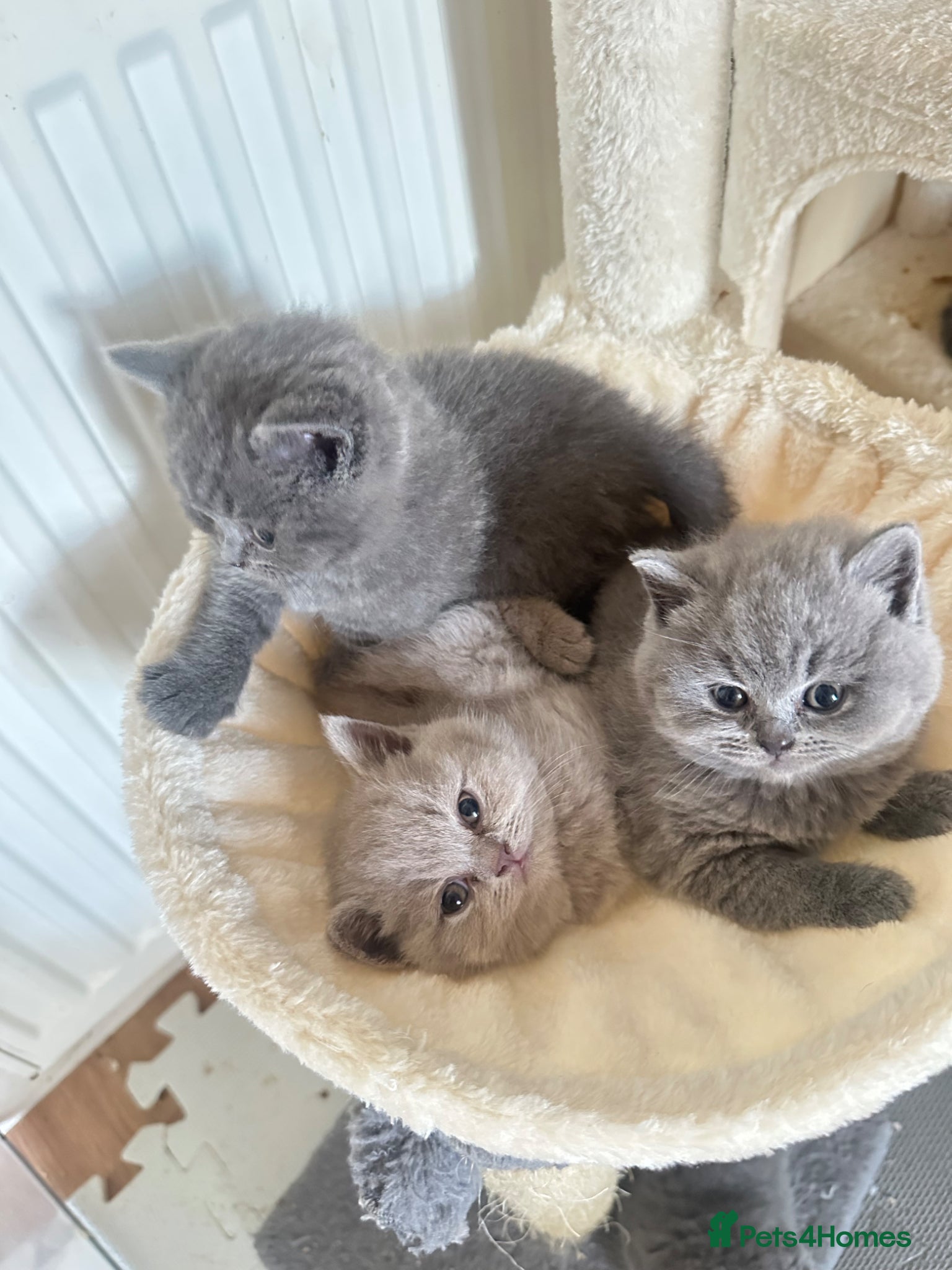 British Shorthair cats GCCF registered kitten - Advert 3