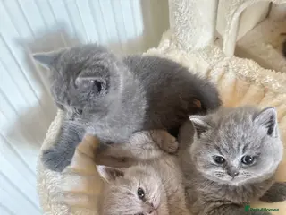 British Shorthair cats GCCF registered kitten - Advert 1
