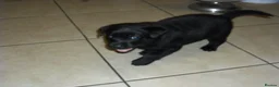 Labrador Retriever dogs for sale: 7 BEAUTIFUL FRIENDLY PUPPIES FOR SALE  - Advert 7