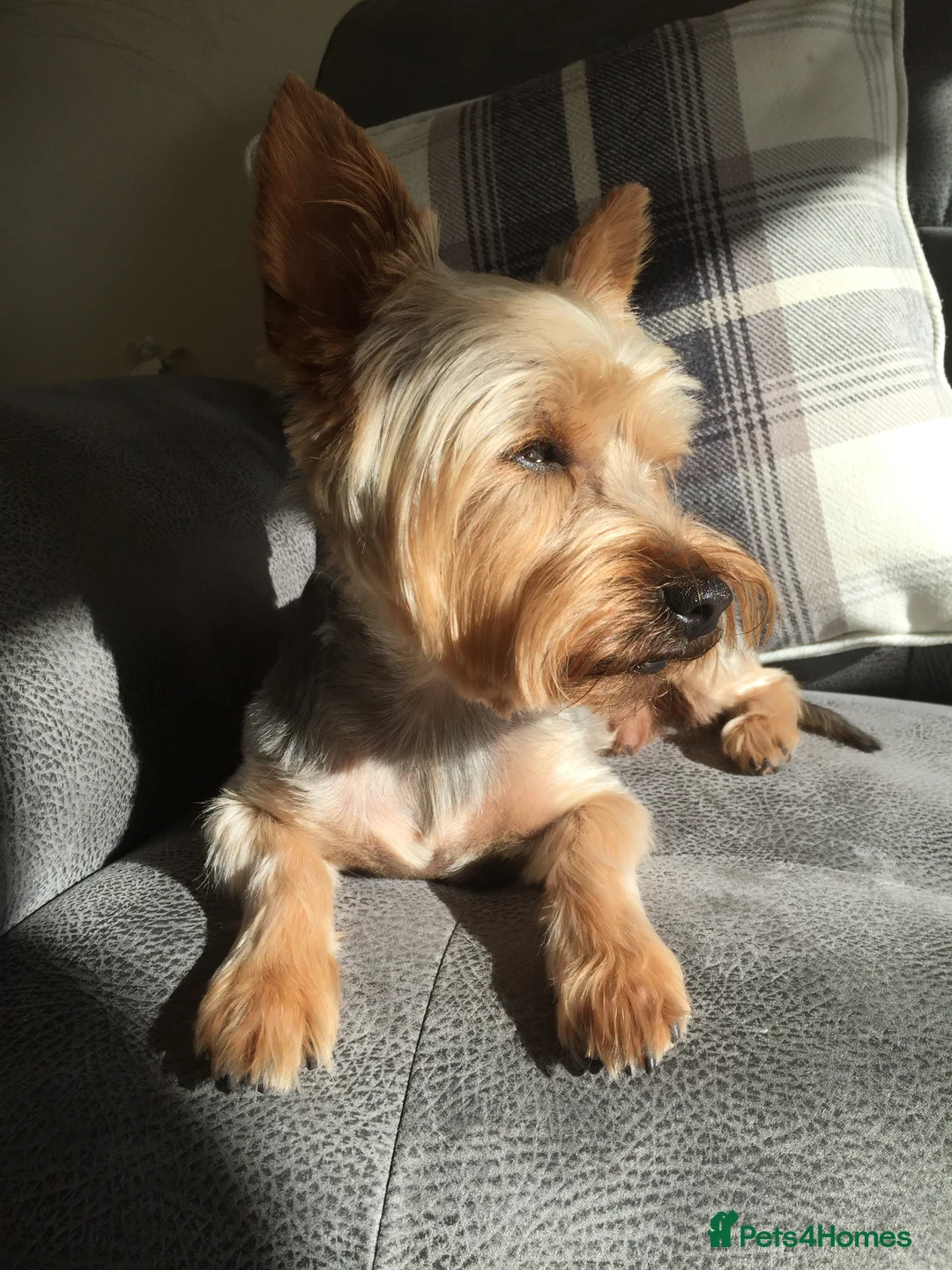 Yorkshire Terrier dogs for stud: For stud in Sunderland - Advert 4