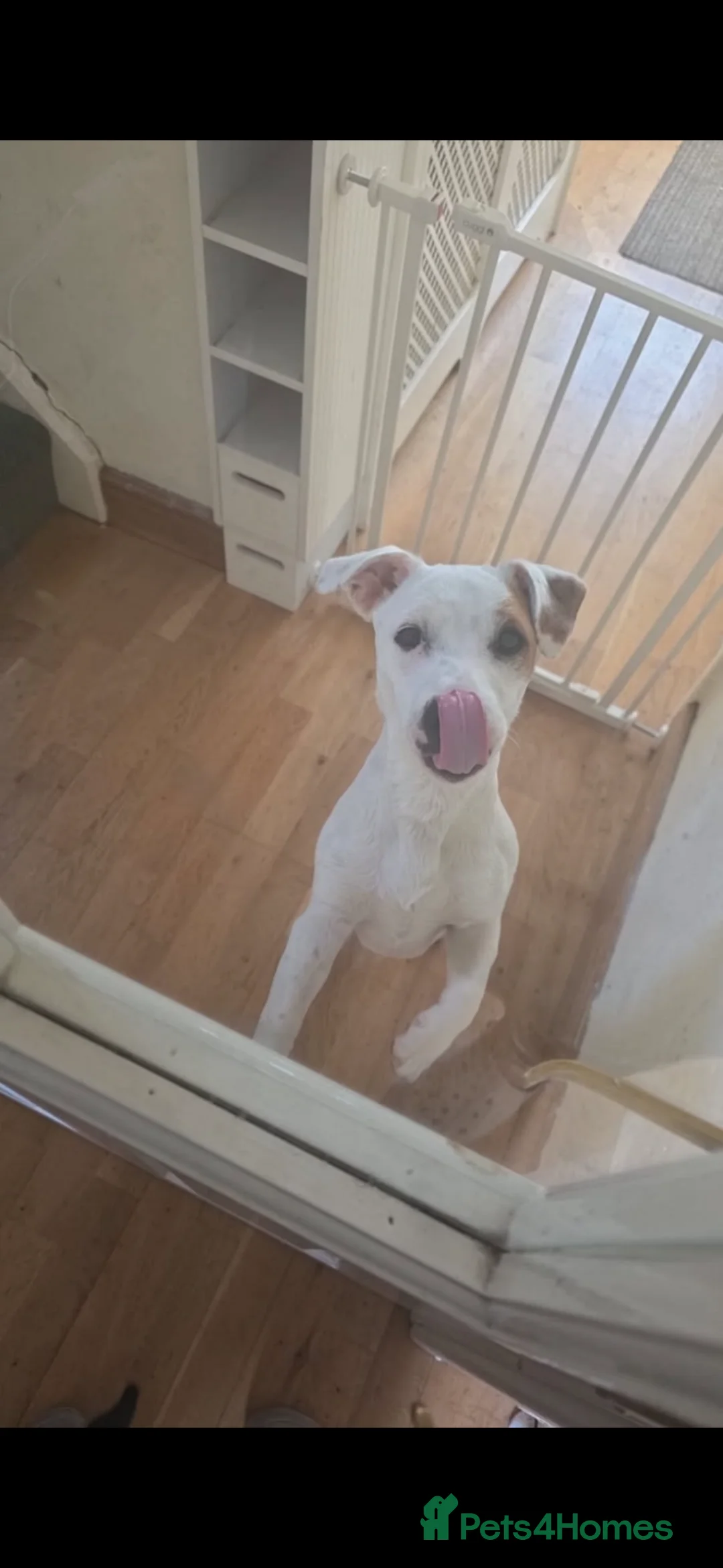 Jack Russell dogs for sale: Jack Russell male  - Advert 2