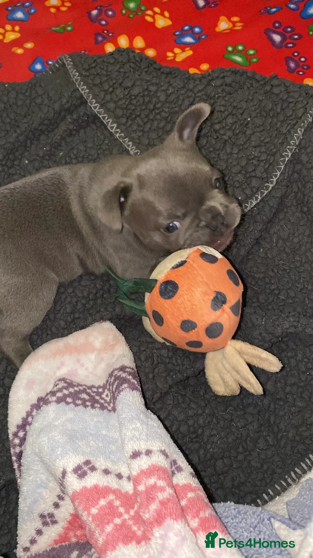 French Bulldog dogs for sale: Gorgeous French bulldog puppies 1 m & 1 f - Advert 5
