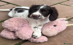 English Springer Spaniel dogs for sale: Superb DNA KC Champion Bred Working Springer Pups - Image 30