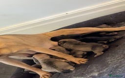 Frug dogs for sale: 3/4 Frenchie 1/4 pug puppies for sale  - Image 7