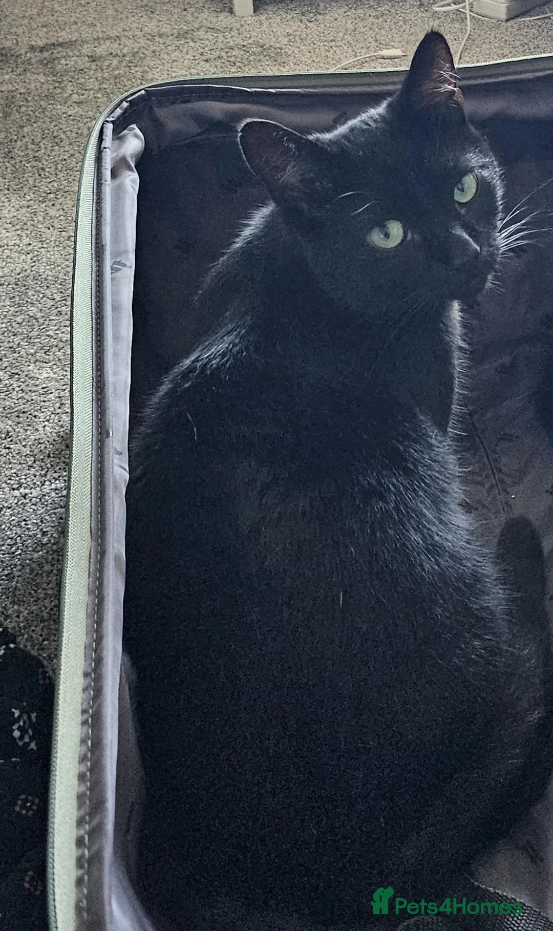 British Shorthair cats for sale: Cat for adoption - Advert 3