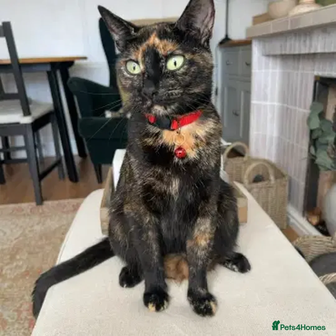 British Shorthair cats for sale: British Shorthair kittens for sale - Advert 4