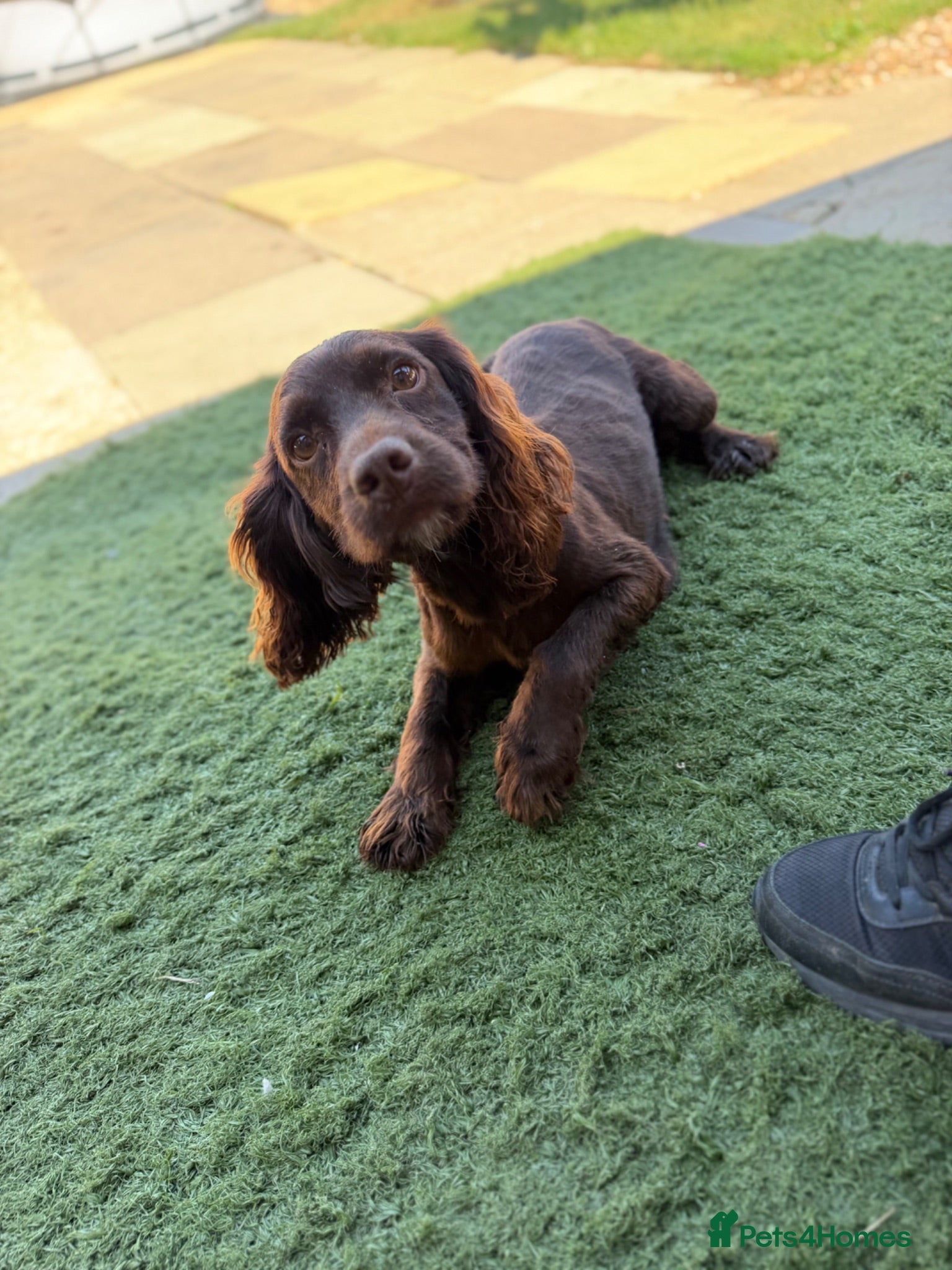 Cocker Spaniel dogs Cocker spaniel pups  - Advert 1