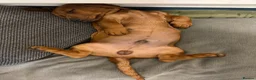 Dachshund dogs for sale: Dachshund boy  - Advert 4