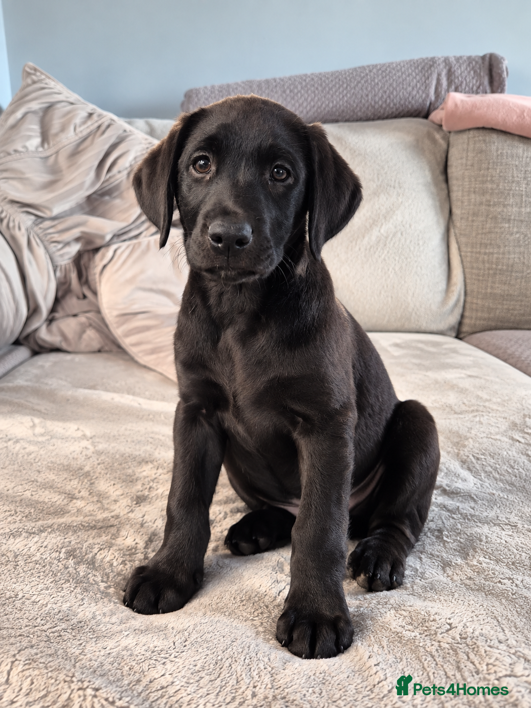Labrador Retriever dogs Last 2 KC Registered Black Labradors – Ready Now - Advert 2