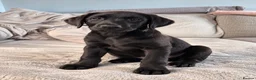 Labrador Retriever dogs for sale: Last 2 KC Registered Black Labradors – Ready Now - Advert 1