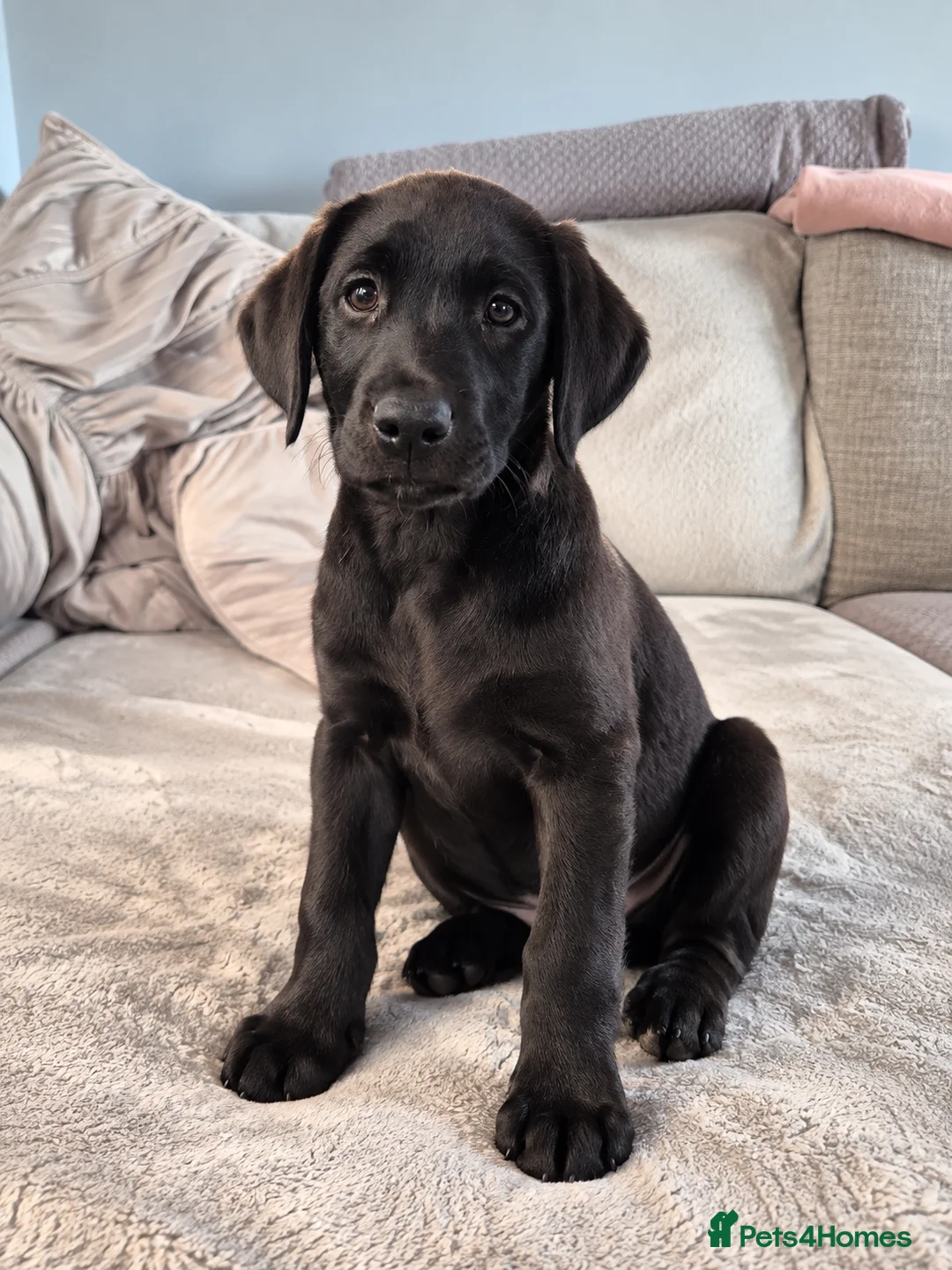 Labrador Retriever dogs for sale: Last 2 KC Registered Black Labradors – Ready Now - Advert 1