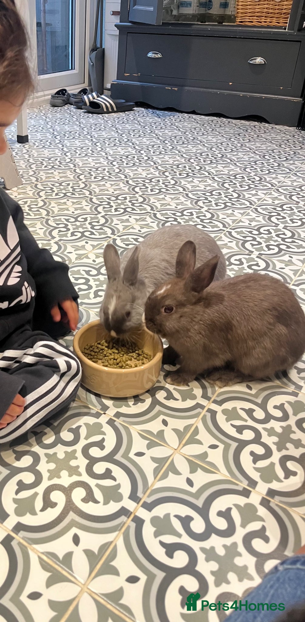 Netherland Dwarf rabbits for sale: Netherlands dwarf siblings in Swanley - Advert 3