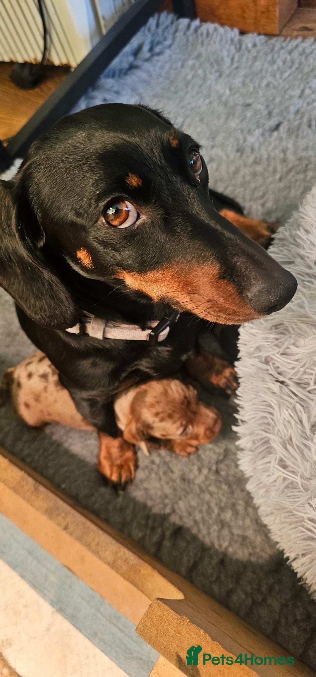 Miniature Dachshund dogs for sale: Miniature Daschund Puppies - Advert 1